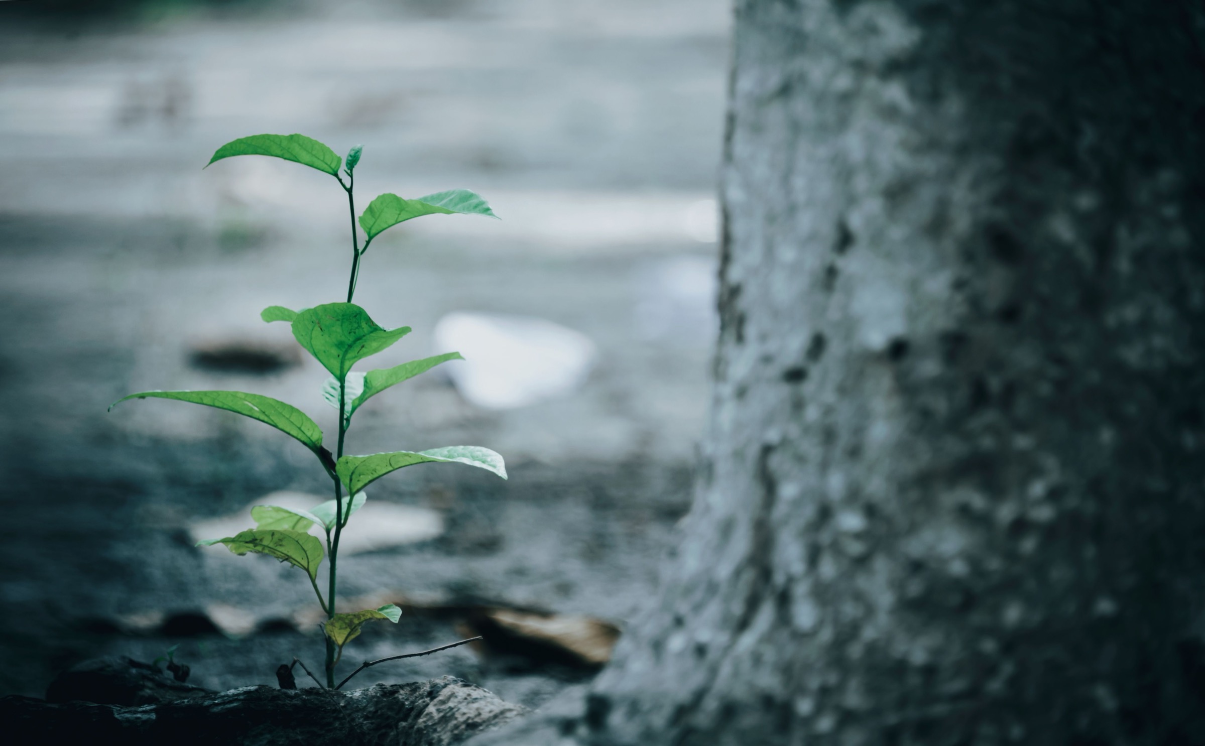 A green sapling growing through concrete, growth without disruption